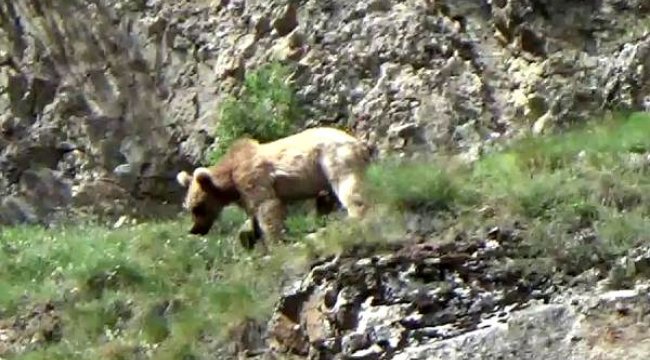 Çoruh Nehri'ne inen boz ayılar görüntülendi