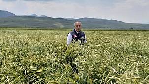 Sertifikalı tohumda 1 yılda yüzde 40'lık artış