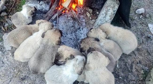 Yavru köpekler ocak ateşinde ısındılar