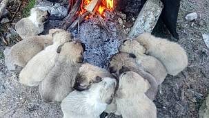 Yavru köpekler ocak ateşinde ısındılar