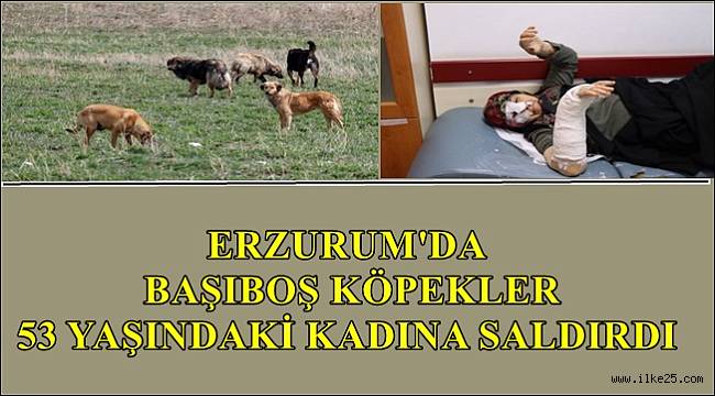 Erzurum'da Başıboş Köpekler Bir Kadına Saldırdı