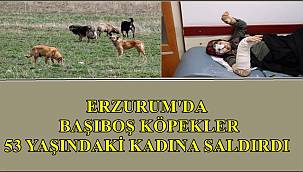 Erzurum'da Başıboş Köpekler Bir Kadına Saldırdı