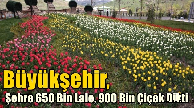 Büyükşehir, Şehre 650 Bin Lale, 900 Bin Çiçek Dikti