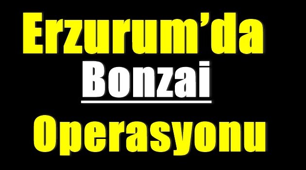 Erzurum'da bonzai operasyonu