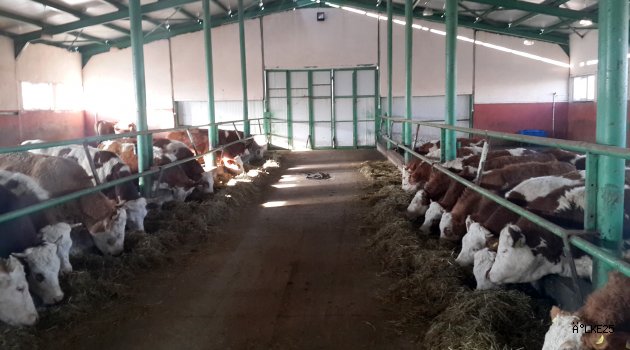 Erzurum'da Organik Et ve Süt Üretim  Projesi