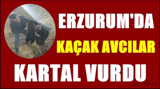 Erzurum'da Kaçak avcılar kartal vurdu