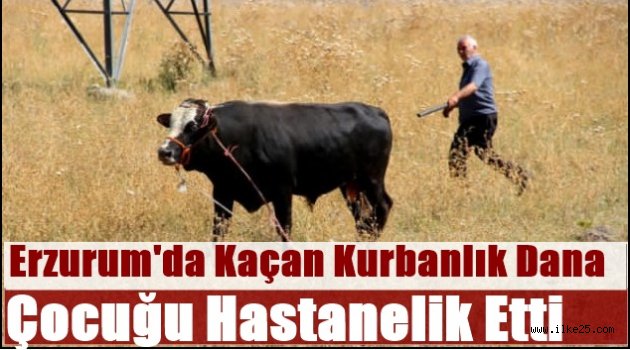 Erzurum'da Kaçan Kurbanlık Dana Çocuğu Hastanelik Etti