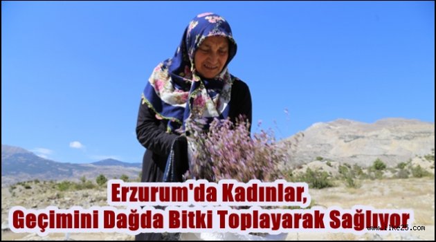 Erzurum'da Kadınlar, Geçimini Dağda Bitki Toplayarak Sağlıyor