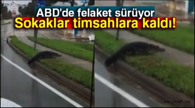 Florida'da sokaklar timsahlara kaldı