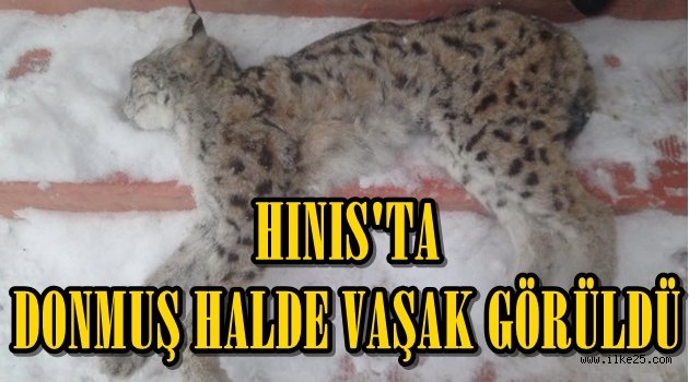 Hınıs'ta Donmuş Halde "VAŞAK" Bulundu