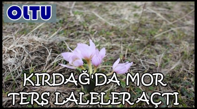 Kırdağ'da Mor Ters Laleler Açtı