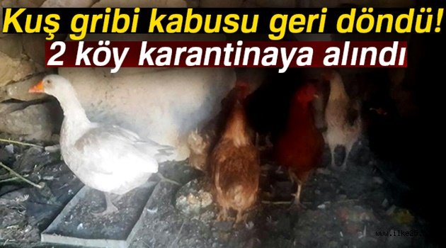 Kuş gribi kabusu geri döndü: 2 köy karantinaya alındı