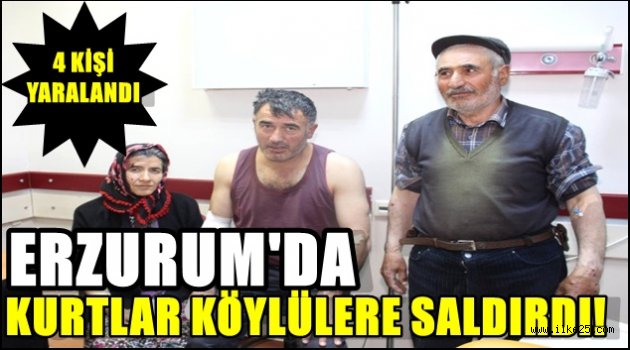 Erzurum'da Kurtlar Köylülere Saldırdı!