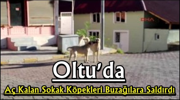 Oltu'da Aç Kalan Sokak Köpekleri Buzağılara Saldırdı