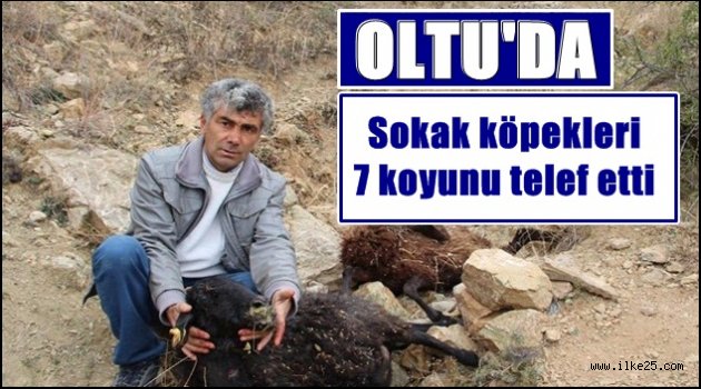 Oltu'da Sokak köpekleri 7 koyunu telef etti