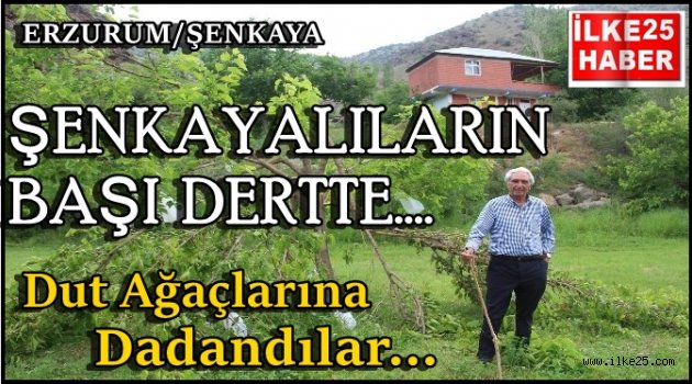 Şenkayalıların Başı Dertte!!!