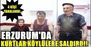 Erzurum'da Kurtlar Köylülere Saldırdı!