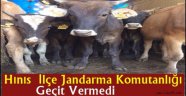 Hınıs  İlçe Jandarma Komutanlığı Geçit Vermedi