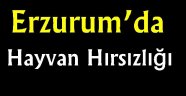 Erzurum'da hayvan hırsızlığı