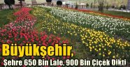 Büyükşehir, Şehre 650 Bin Lale, 900 Bin Çiçek Dikti