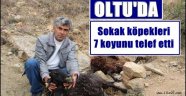 Oltu'da Sokak köpekleri 7 koyunu telef etti