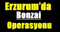 Erzurum'da bonzai operasyonu