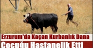 Erzurum'da Kaçan Kurbanlık Dana Çocuğu Hastanelik Etti