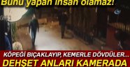 Magandalar köpeği bıçaklayıp, kemerle dövdüler...