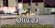 Oltu'da Aç Kalan Sokak Köpekleri Buzağılara Saldırdı