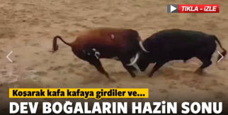 Boğaların hazin sonu