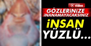 İnsan yüzlü balık görenleri şaşırtıyor